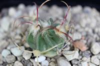 Echinocactus parryi PD 144